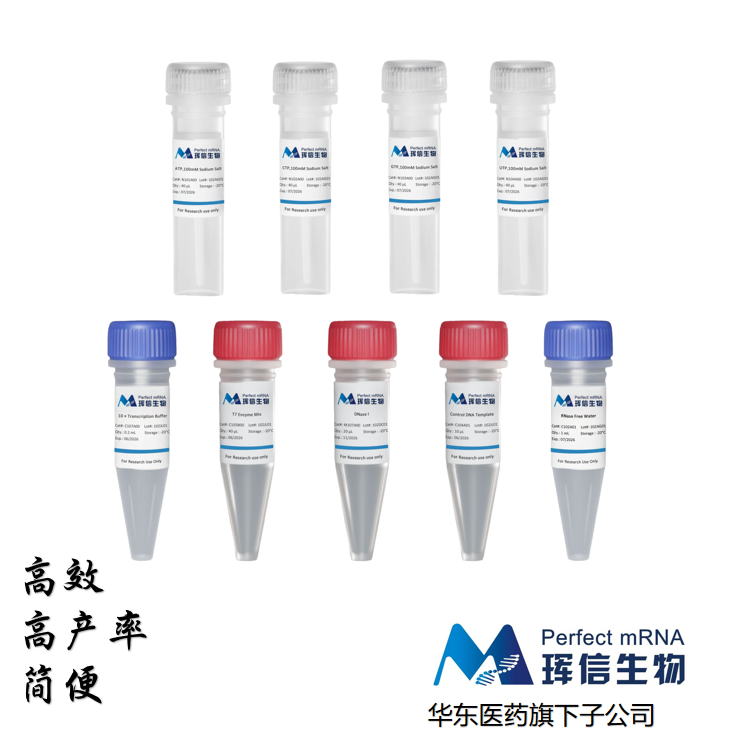 T7 高产率 RNA 转录试剂盒