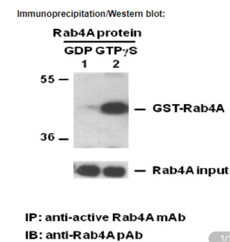 Anti Active Rab4 Mouse Monoclonal Antibody