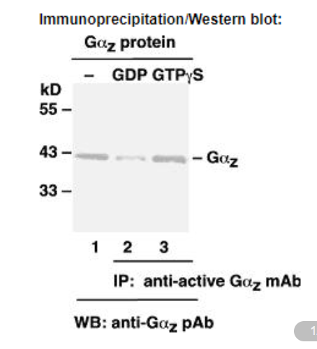 Anti Active Gαz Mouse Monoclonal Antibody