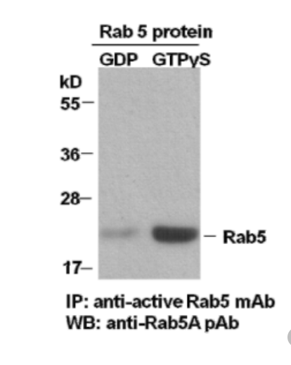 Rab5A Activation Assay Kit