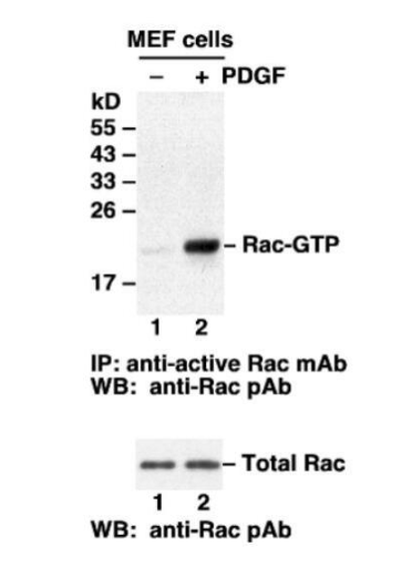 RalB Activation Assay Kit