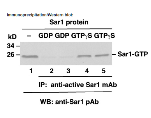 Anti Active Sar1 Mouse Monoclonal Antibody