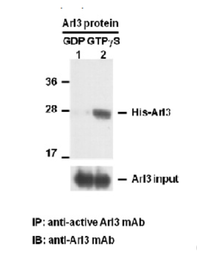 Anti active Arl3 Mouse Monoclonal Antibody