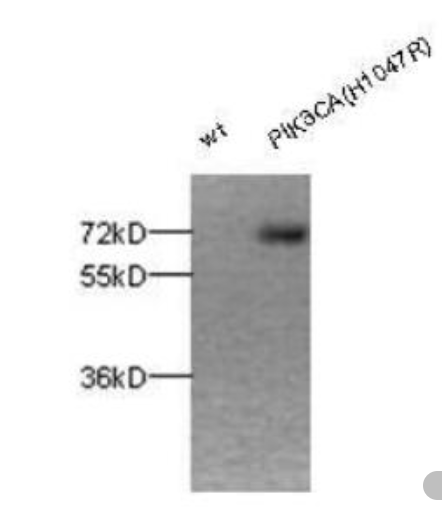 Anti PIK3CA(H1047R) Rabbit Polyclonal Antibody