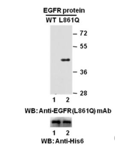 Anti EGFR(L861Q) Mouse Monoclonal Antibody