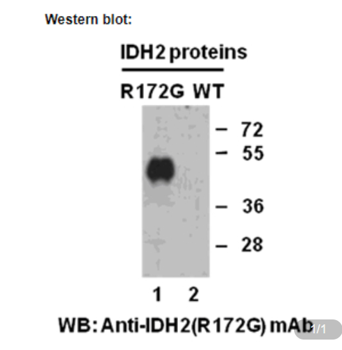 Anti IDH2(R172G) Mouse Monoclonal Antibody