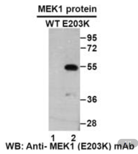 Anti MEK1(E203K) Mouse Monoclonal Antibody