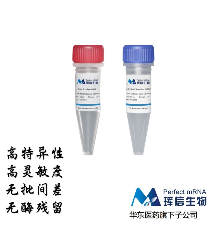 Poly A 加尾酶 Poly A polymerase