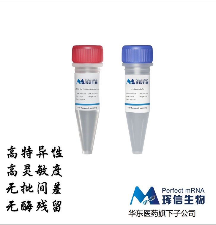mRNA帽结构2'-O-甲基转移酶  mRNA Cap 2'-O-Methyltransferase