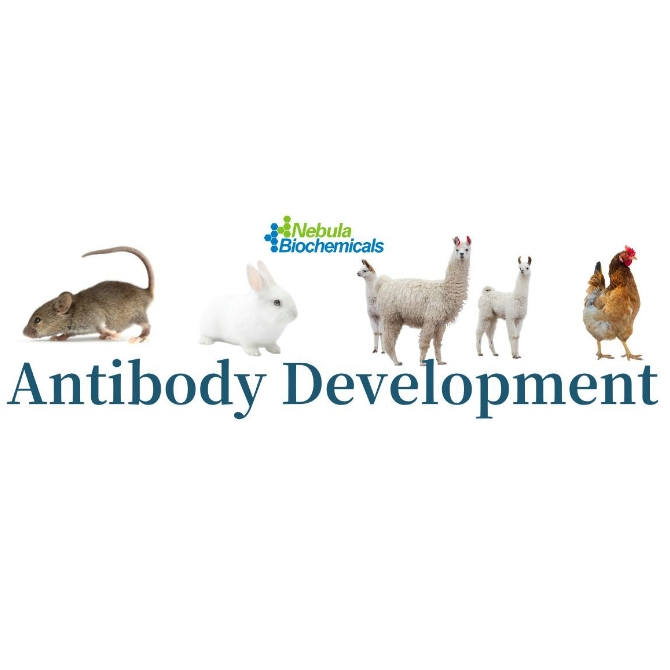 对照抗体  | 国货替代