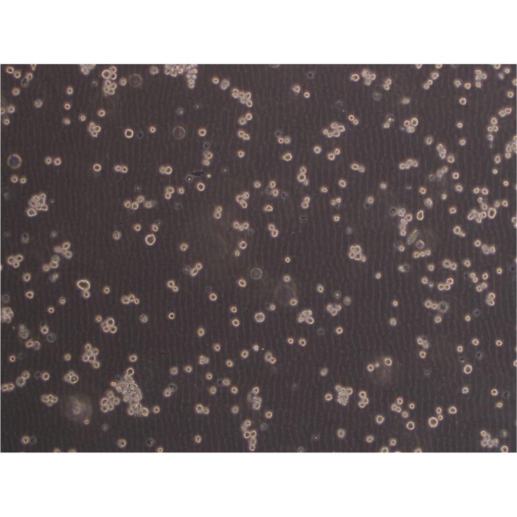 293E Cells人胚肾贴壁细胞系<EBNA1基因修饰>(提供所有细胞STR鉴定图谱)