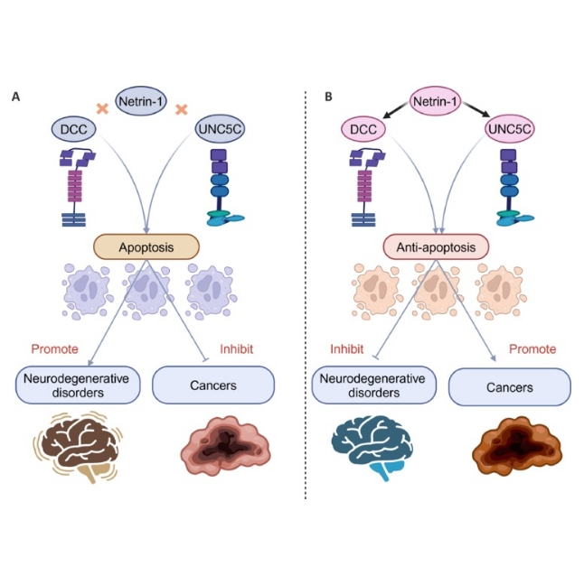 Netrin 1抗体（NP137）