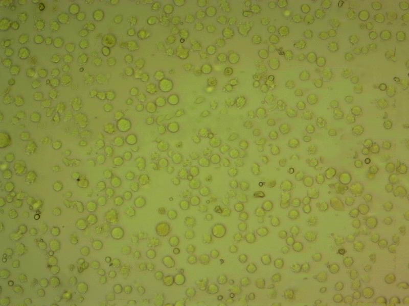 P388D1 Cells小鼠淋巴样瘤细胞复苏实验室|STR图谱