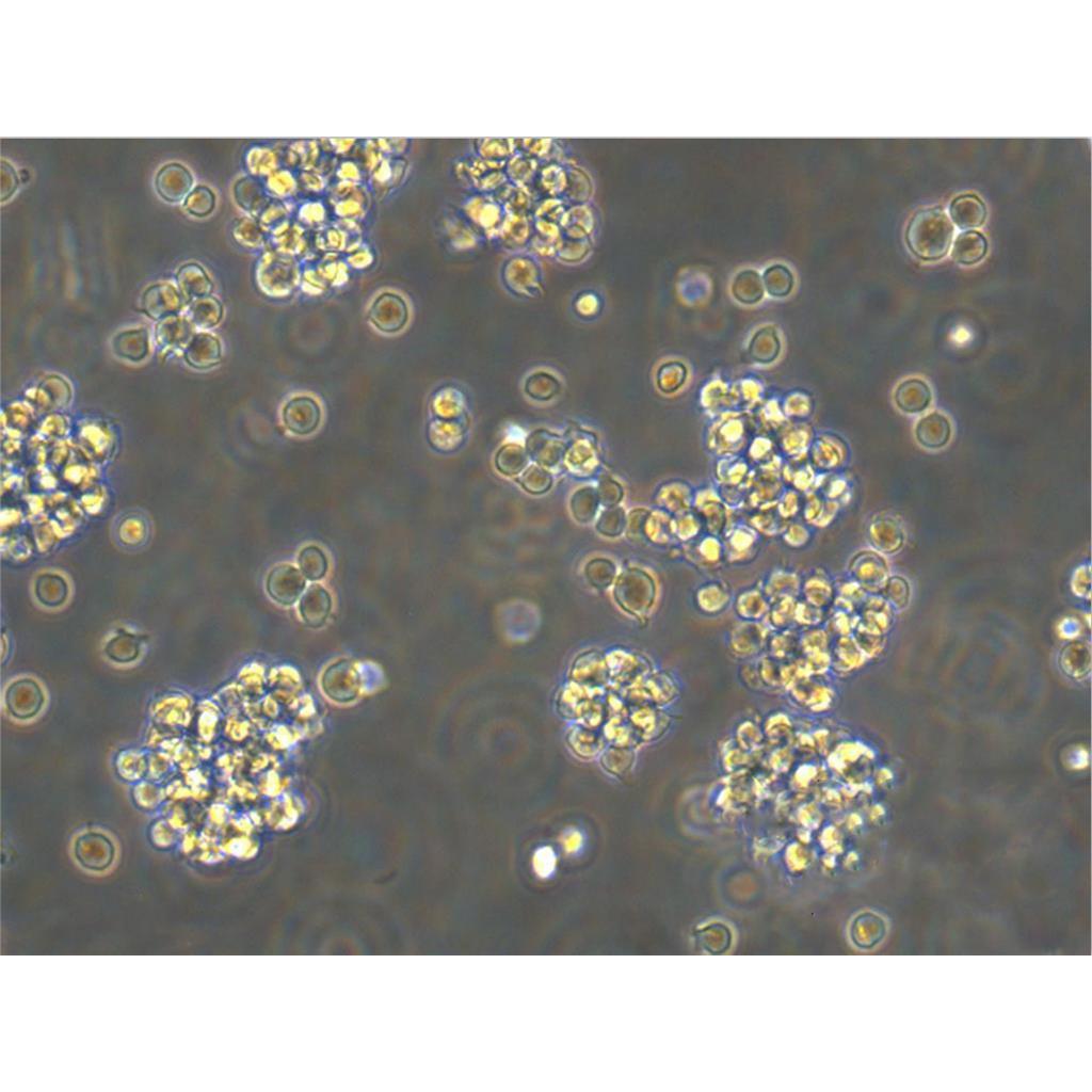 U-251MG Cells人胶质瘤细胞传代培养|STR图谱