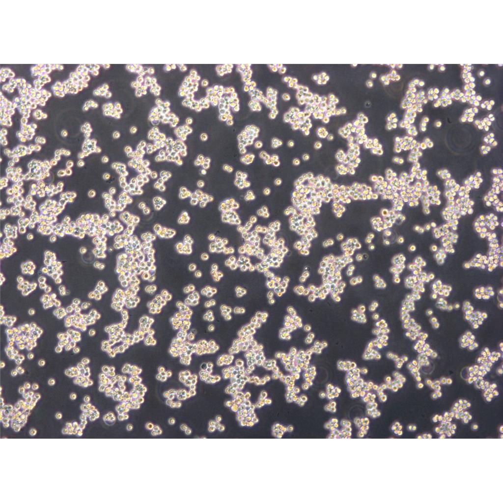 SW579 Cells人甲状腺鳞癌传代细胞系|STR图谱
