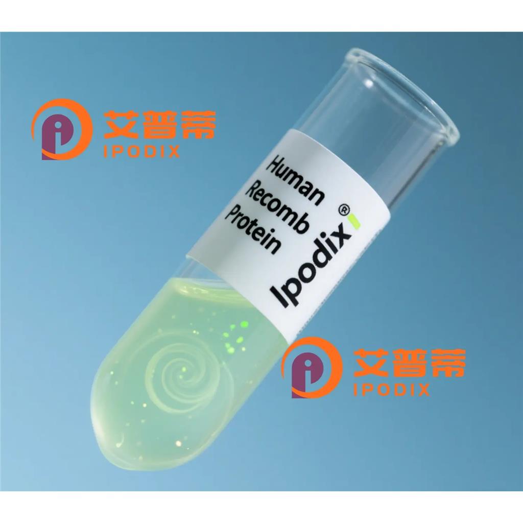 Rabbit Polyclonal PAX9 Antibody