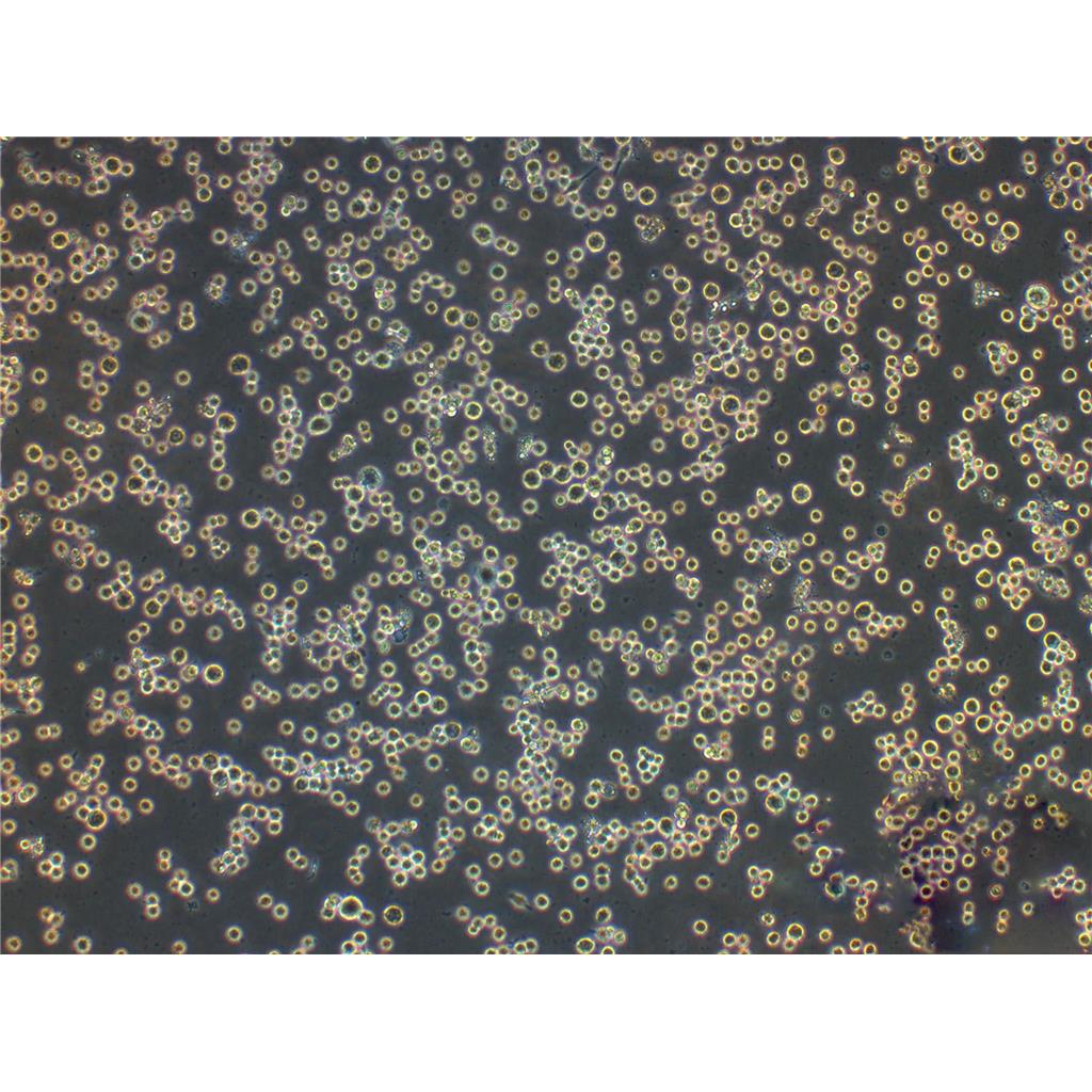 EL-4-B5 Cells小鼠胸腺淋巴瘤复苏细胞系|STR图谱