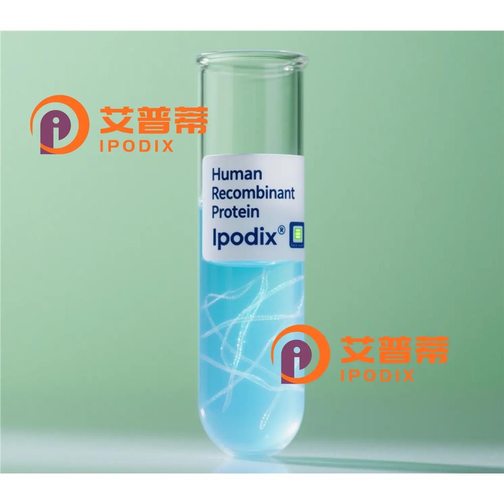 DCN抗体