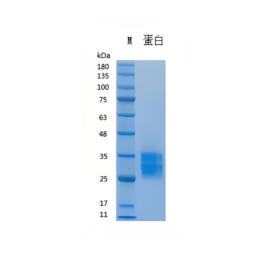 Recombinant Human SCF重组人干细胞因子
