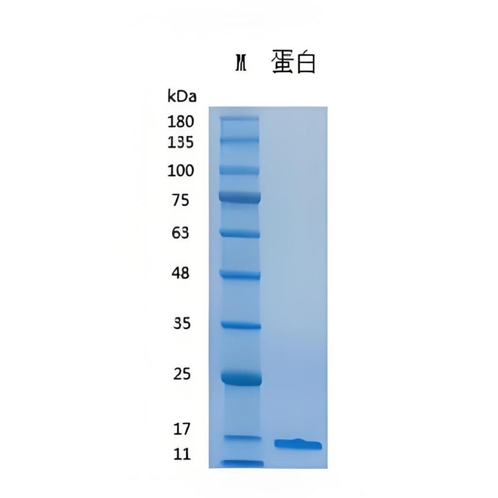 Recombinant Human TGF-β1重组人转化生长因子-β1