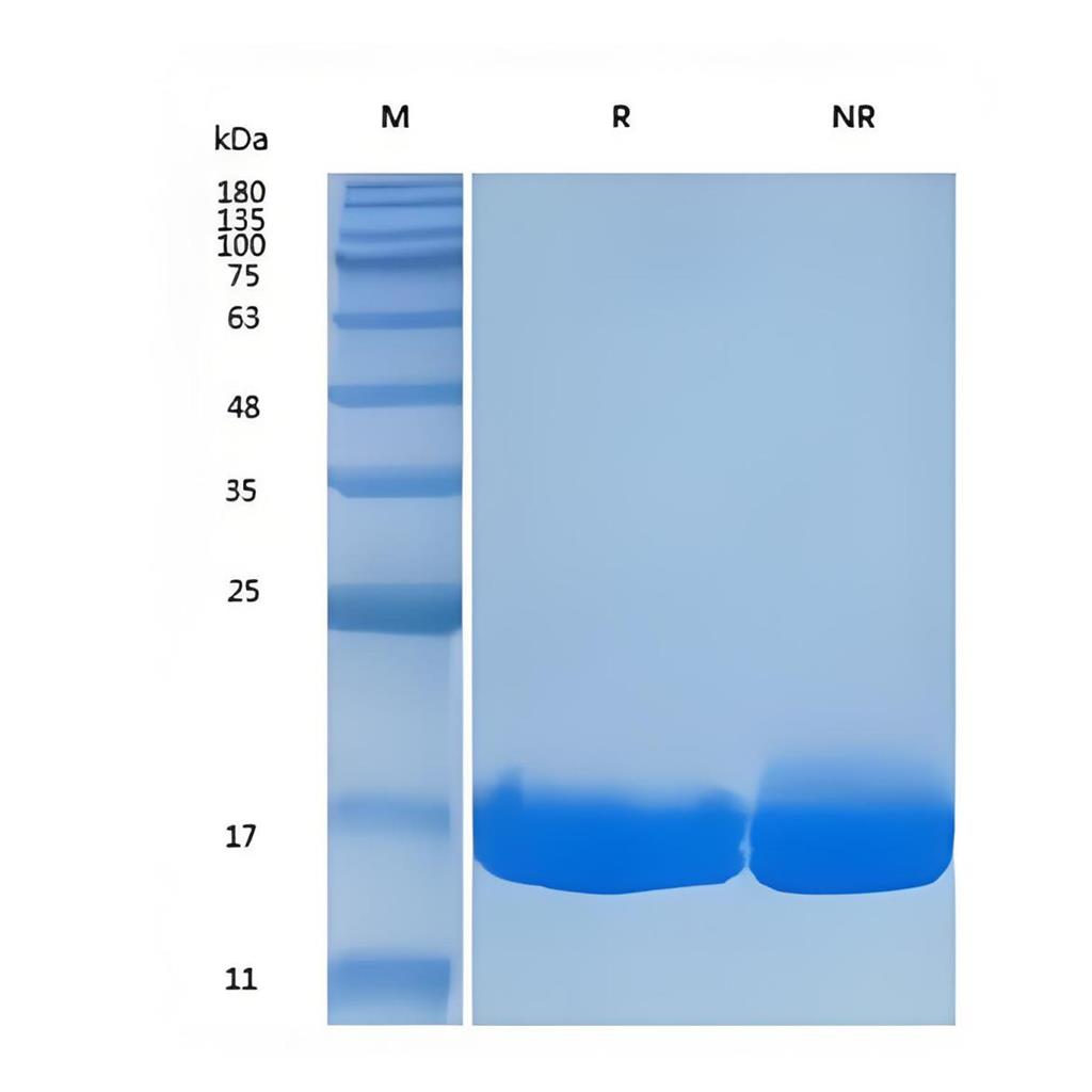 Recombinant Human TGF-β2重组人转化生长因子-β2