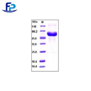 ?Recombinant Bovine Fetuin A 重组牛胎球蛋白A