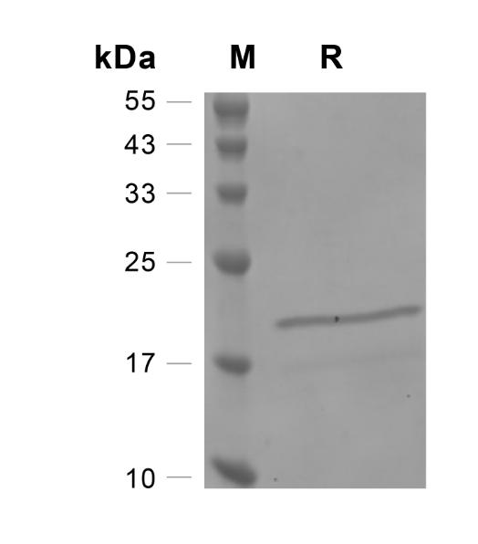 Recombinant Human FGF-4重组人成纤维细胞生长因子4