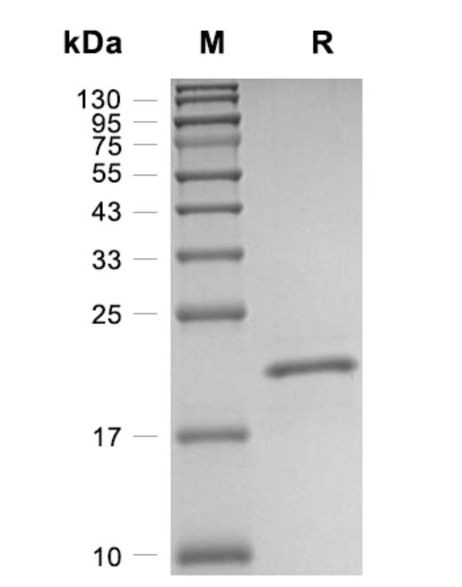 Recombinant Human FGF-7重组人成纤维细胞生长因子7