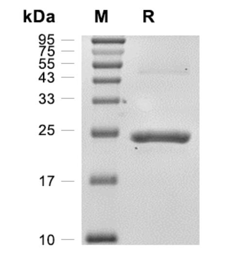 Recombinant Human FGF-9重组人成纤维细胞生长因子-9