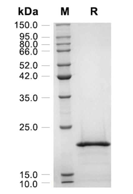 Recombinant Human FGF-10重组人成纤维细胞生长因子-10