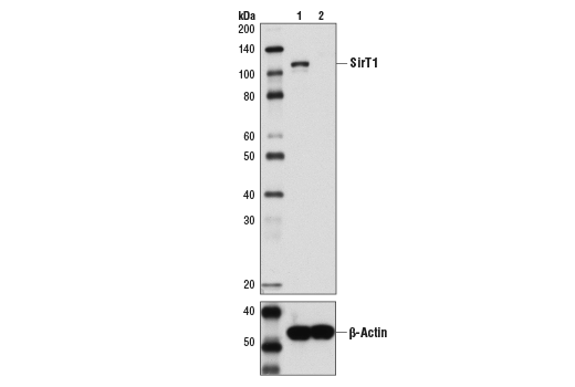 CD31（血小板内皮细胞黏附分子-1）(89C2)小鼠单克隆抗体