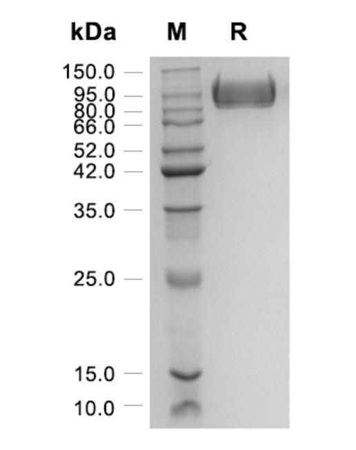 Recombinant Human Fibronectin重组人纤连蛋白