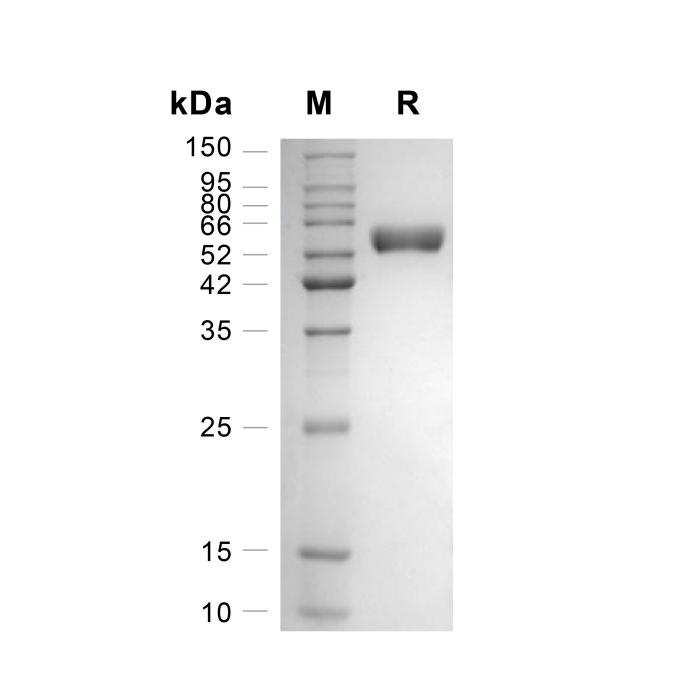 Recombinant Human Fibronectin-GMP重组人纤连蛋白