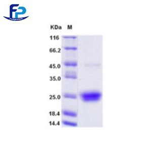 Recombinant Human FLT-3L重组人Fms相关酪氨酸激酶3配体