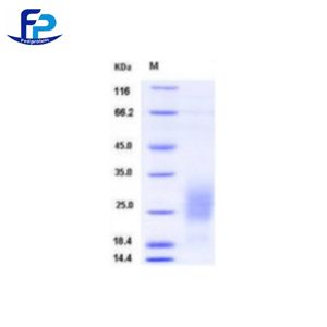 Recombinant Human GM-CSF重组人粒细胞巨噬细胞刺激因子