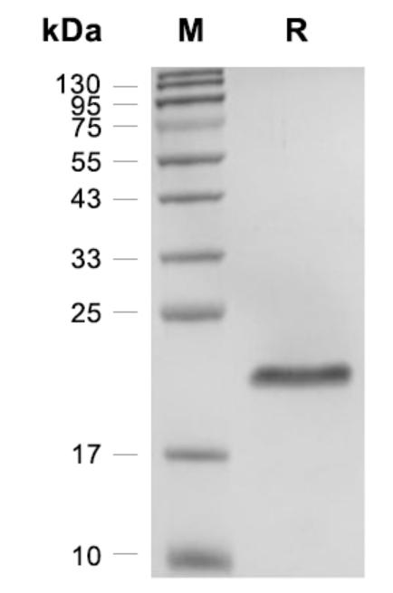 Recombinant Human GH重组人生长激素