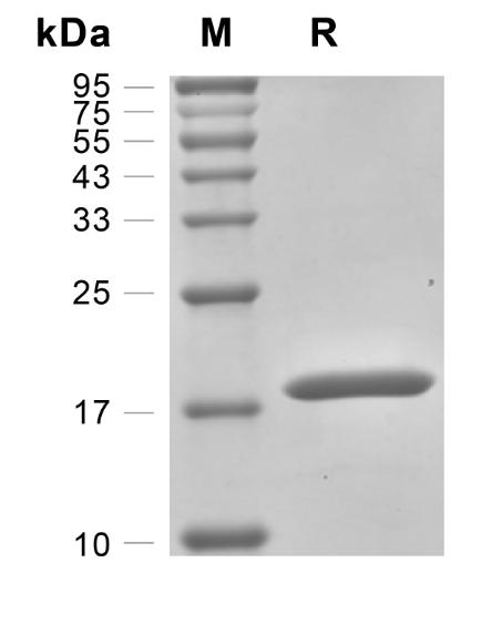 Recombinant Human G-CSF 重组人粒细胞集落刺激因子