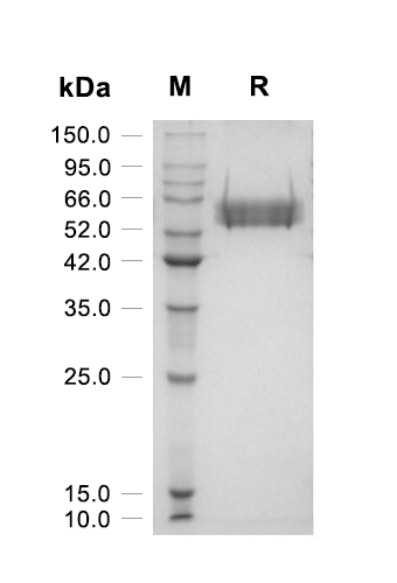 Recombinant Human IL-15(Fc Tag)重组人白介素-15