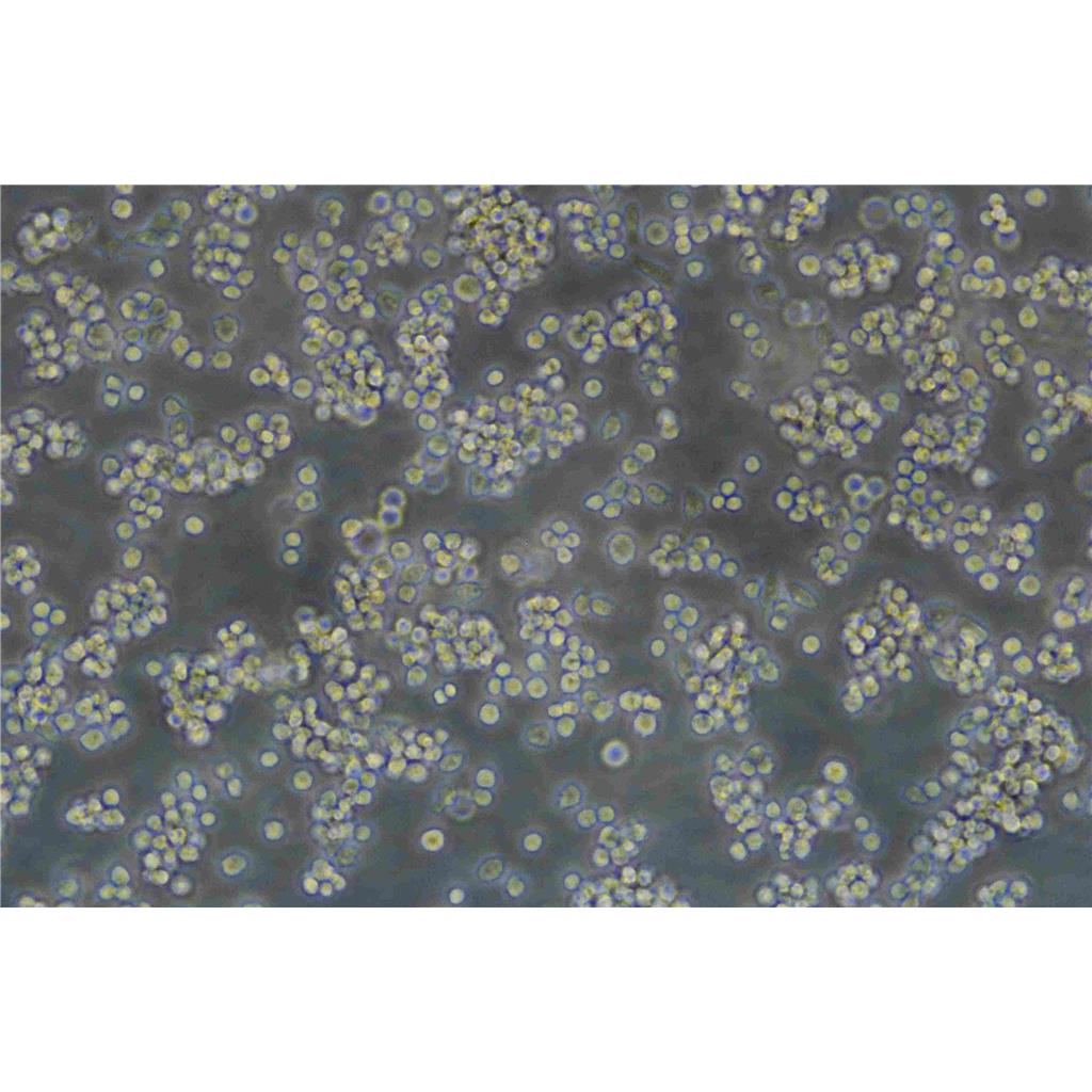 SV40 MES 13 Cells小鼠肾小球系膜细胞保种库|STR图谱