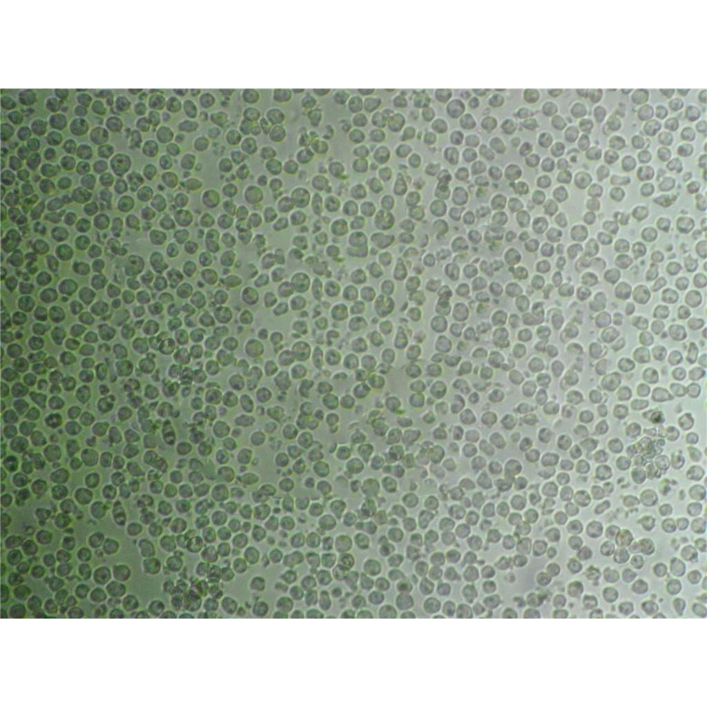 P3X63Ag8 Cells小鼠骨髓瘤细胞保种库|STR图谱