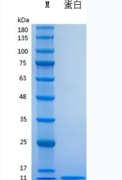 Recombinant Human Insulin重组人胰岛素