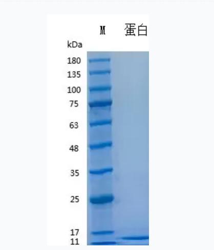 Recombinant Human LR3 IGF-1 (HEK293)重组人LR3胰岛素样生长因子-1