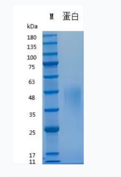 Recombinant Human LIF重组人白血病抑制因子