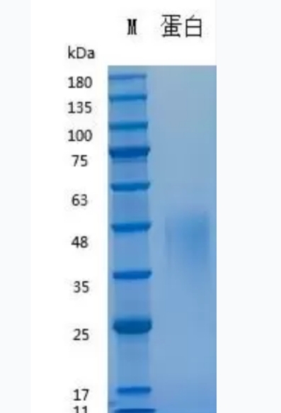 Recombinant Mouse LIF 重组小鼠白血病抑制因子