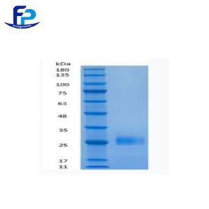 Recombinant Human IFNγ重组人干扰素γ