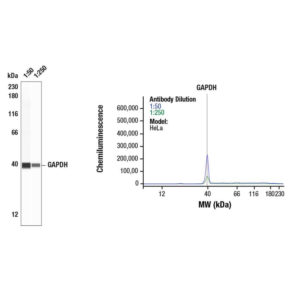 GAPDH (D4C6R) 小鼠单克隆抗体
