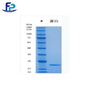 Recombinant Human Activin A重组人干扰素α-2b