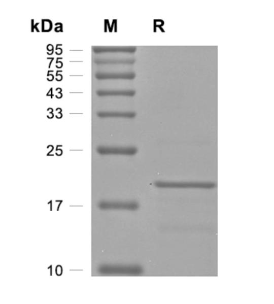 Recombinant Human IL-1a 重组人白细胞介素-1α