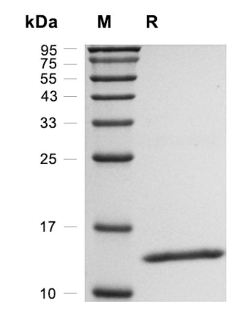 Recombinant Human IL-2 重组人白介素-2