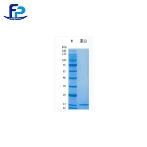 Recombinant Human IL-3重组人白介素-3